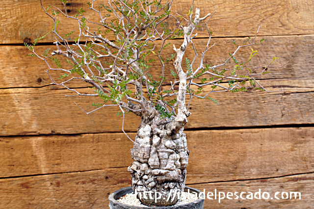 isla del pescado - Operculicarya pachypus-オペルクリカリア・パキプス