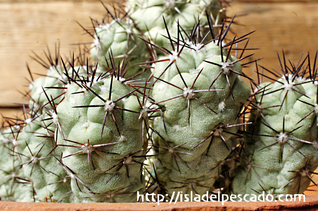 isla del pescado - Ortegocactus macdougallii-オルテゴカクタス