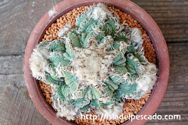 isla del pescado - Aztekium ritteri-アズテキウム・リッテリ（花籠）