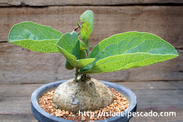 isla del pescado - Adenia ovata-アデニア・オバタ