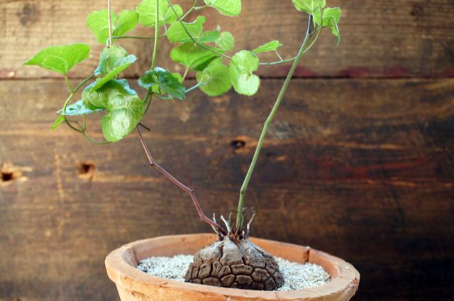 isla del pescado - Dioscorea elephantipes-亀甲竜