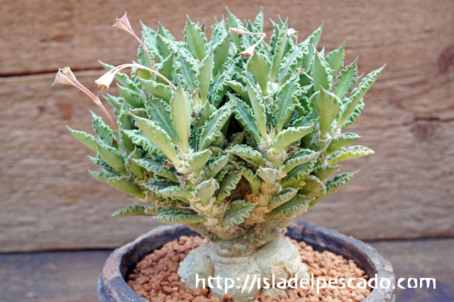 isla del pescado - Euphorbia tulearensis-ユーフォルビア・トゥレ