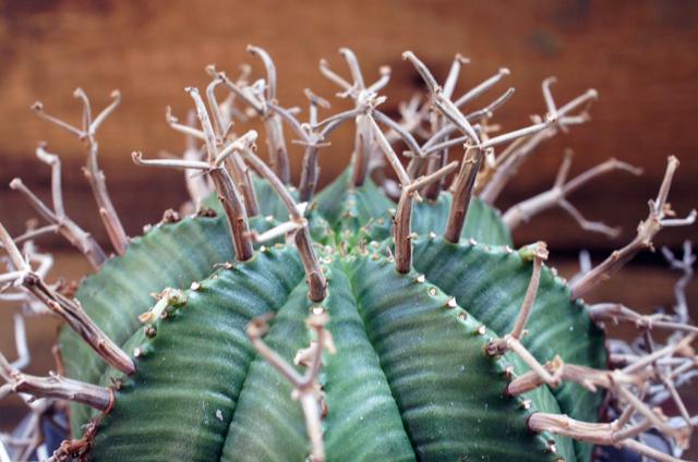 isla del pescado - Euphorbia valida-ユーフォルビア・バリダ