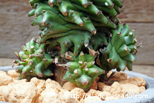 isla del pescado - Euphorbia × 'Azumino Tekko'-安曇野鉄甲