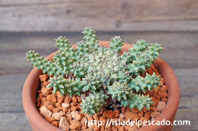 isla del pescado - Euphorbia atroviridis-ユーフォルビア・アトロ