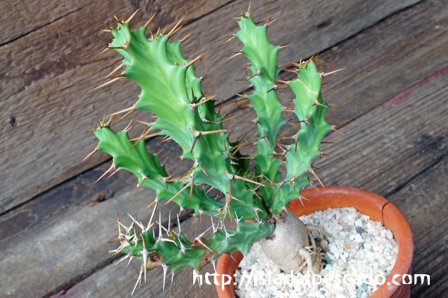 isla del pescado - Euphorbia clavigera-ユーフォルビア・クラビゲラ