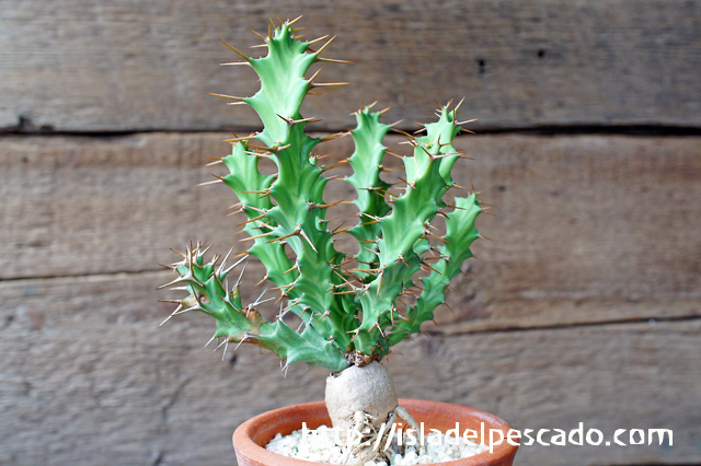 isla del pescado - Euphorbia clavigera-ユーフォルビア・クラビゲラ