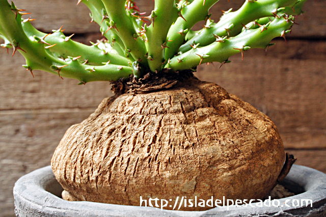 isla del pescado - Euphorbia decidua-蓬莱島