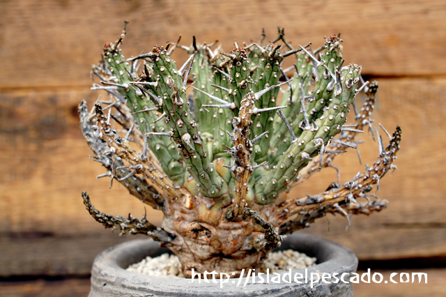 isla del pescado - Euphorbia fusca-蛮蛇頭