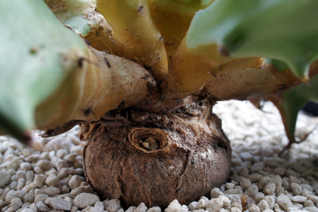 isla del pescado - Euphorbia groenewaldii-ユーフォルビア・グロエネ