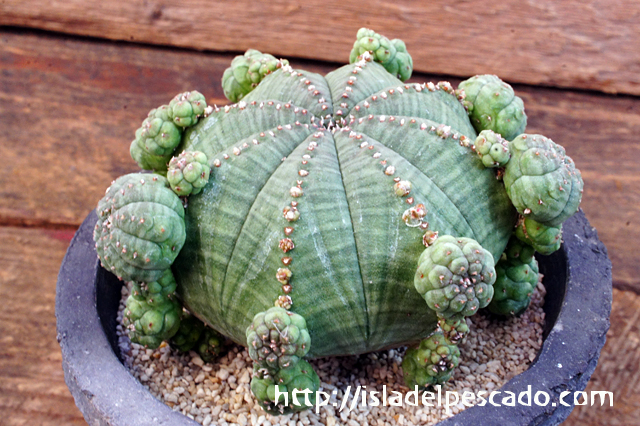 isla del pescado - Euphorbia obesa-仔吹きオベサ