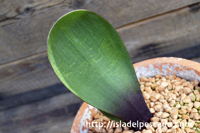 isla del pescado - Haemanthus nortieri-ハエマンサス・ノルティエリ