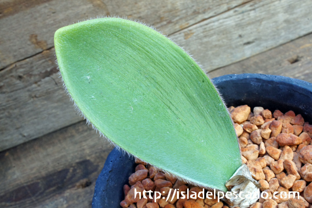 isla del pescado - Haemanthus unifoliatus-ハエマンサス・ユニフォリ