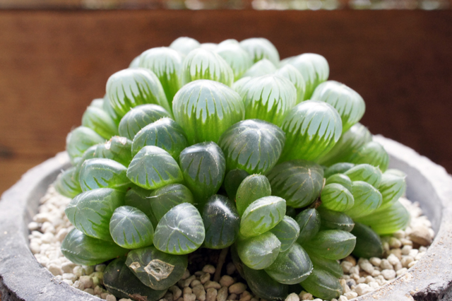 isla del pescado - Haworthia obtusa -ハオルチア・オブツーサ