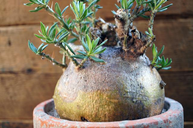 isla del pescado - Pachypodium bispinosum-パキポディウム