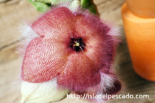 isla del pescado - Stapelia grandiflora-大花犀角