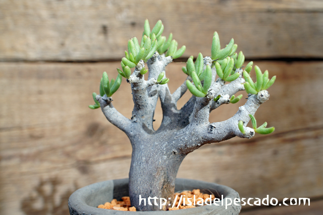 isla del pescado - Tylecodon hallii-チレコドン・ハリー