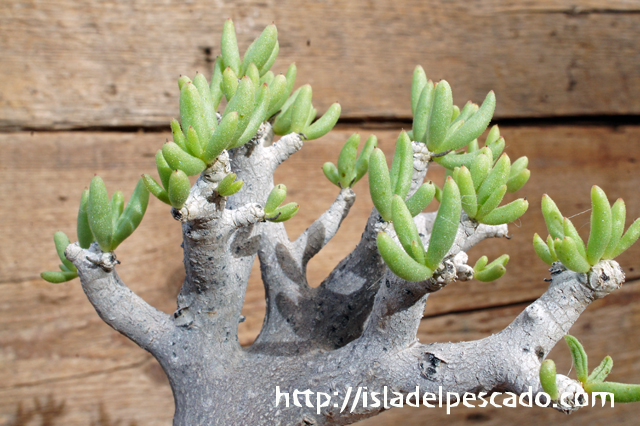 isla del pescado - Tylecodon hallii-チレコドン・ハリー