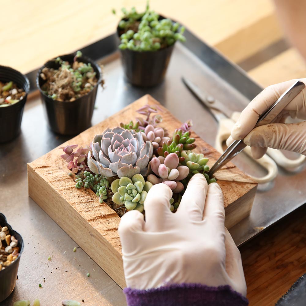 多肉植物の寄せ植えアートフレーム｜寄せ植え教室