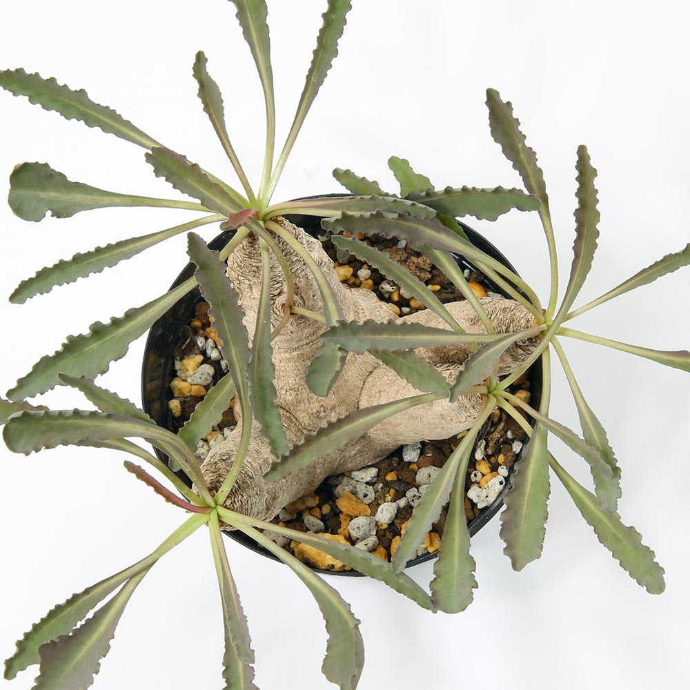 ユーフォルビア クリスパ（波涛キリン）の育て方