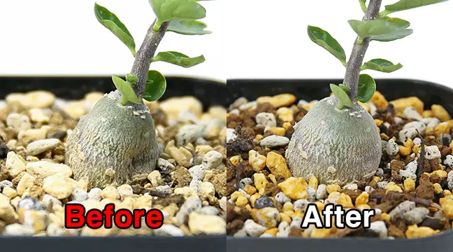 フォッケア 火星人（エデュリス）の育て方