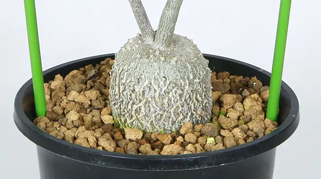 フォッケア 火星人（エデュリス）の育て方