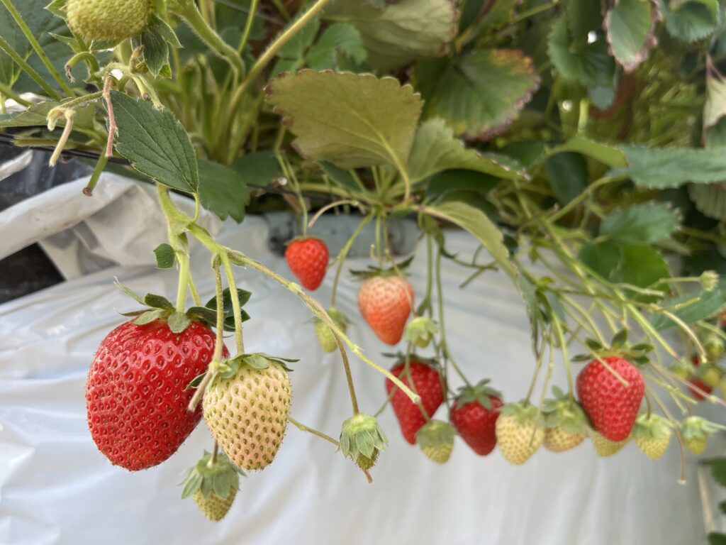 🍓直売所🍓 - いちご狩り観光農園 | ストロベリーガーデン いわつるfam.