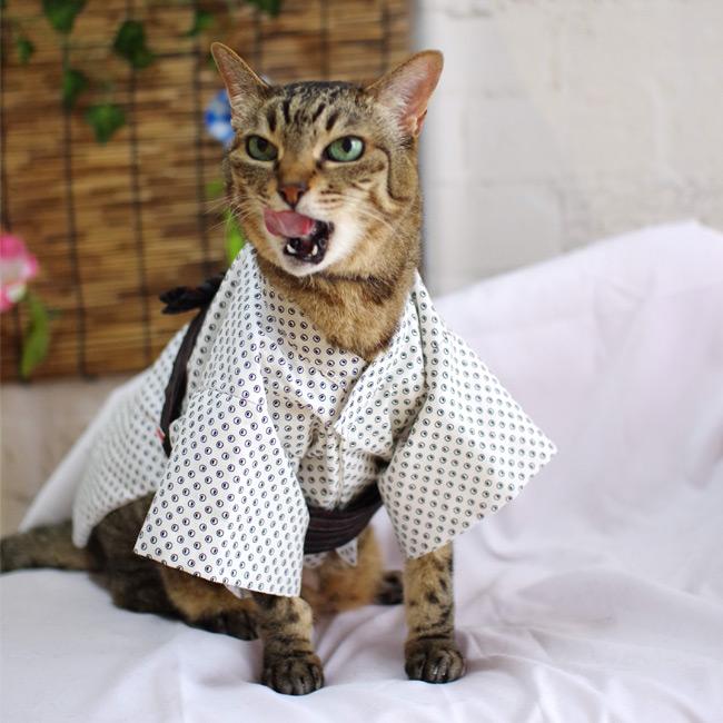 ゴロにゃんオリジナル 猫服 猫の着物 粋な男の子浴衣 : 56nyan 猫用品