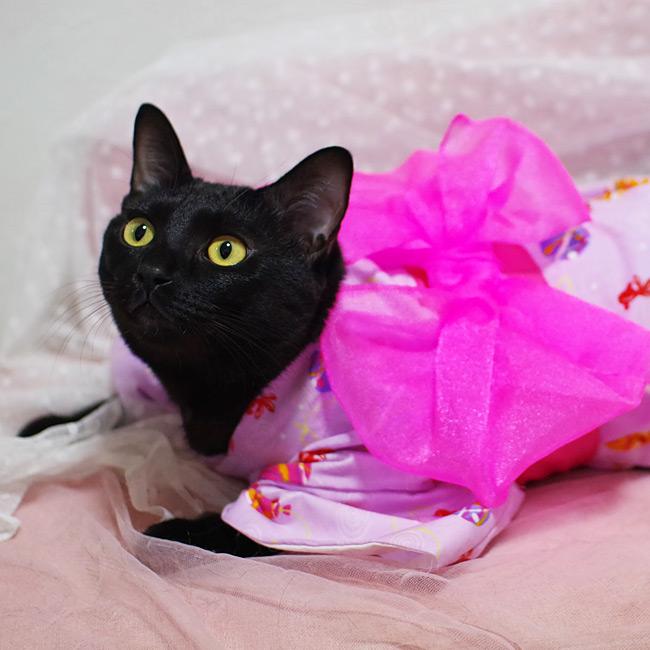 ゴロにゃんオリジナル 猫服 猫の着物 縁joy夏祭り 女の子浴衣 (37415