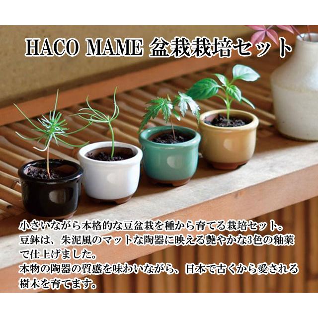 HACO MAME 盆栽 栽培セット 黒松 赤松 紅葉 五色とうがらし 栽培キット