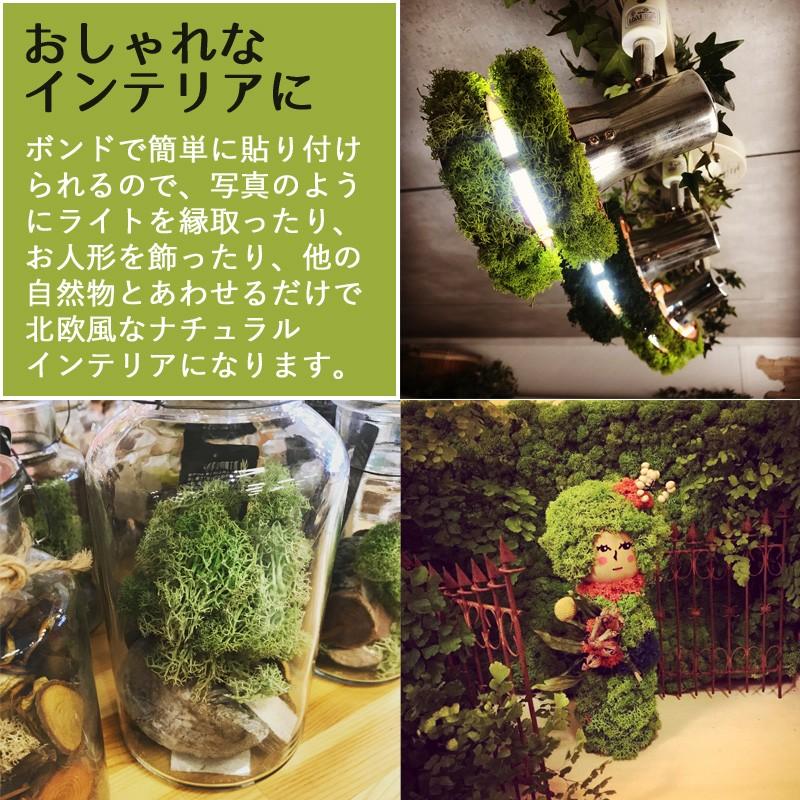 モス フィンランドモス レインディアモス 50g カラーモス ハーバリウム
