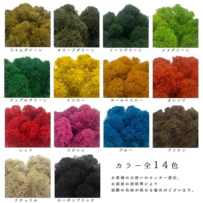 モス フィンランドモス レインディアモス 50g カラーモス ハーバリウム