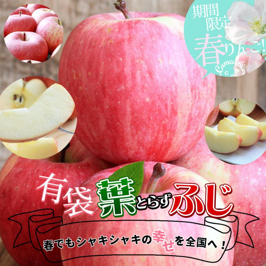 ゴールド農園 葉っぱの影は甘さのサイン【葉とらずりんご ふじ（有袋