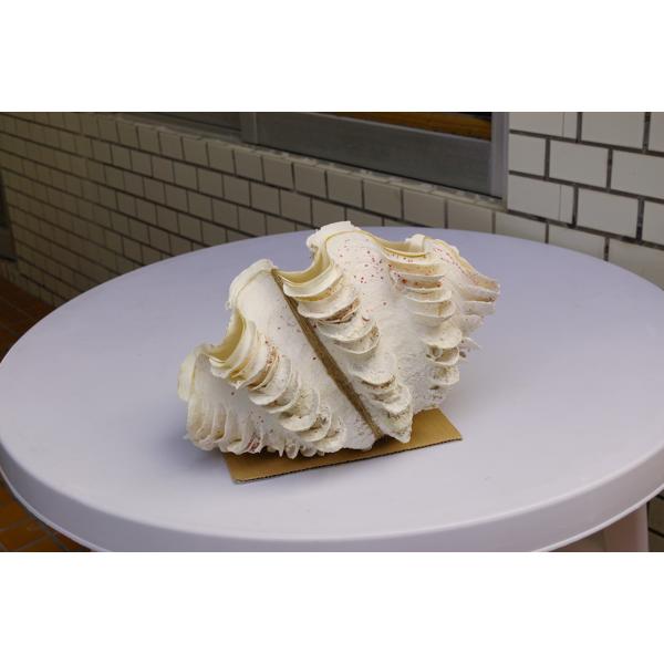 ヒレジャコ貝の貝殻（シャコガイ シャコ貝）30cm前後 1組 送料無料