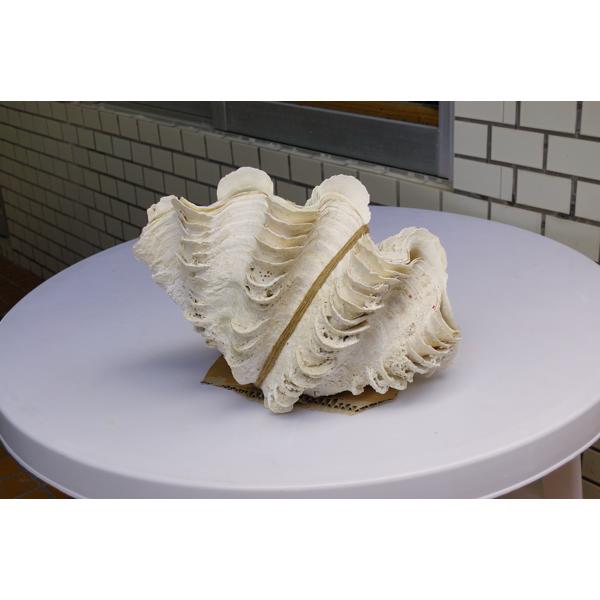 ヒレジャコ貝の貝殻（シャコガイ シャコ貝）30cm前後 1組 送料無料