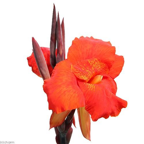 チャーム（charm） （ビオトープ）水生植物 カンナ オーストラリア 4