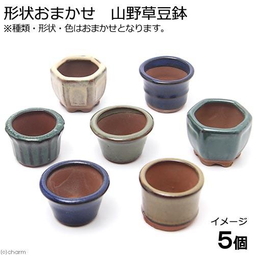 チャーム（charm） 盆栽鉢 形状お任せ 山野草豆鉢 山野草 植木鉢