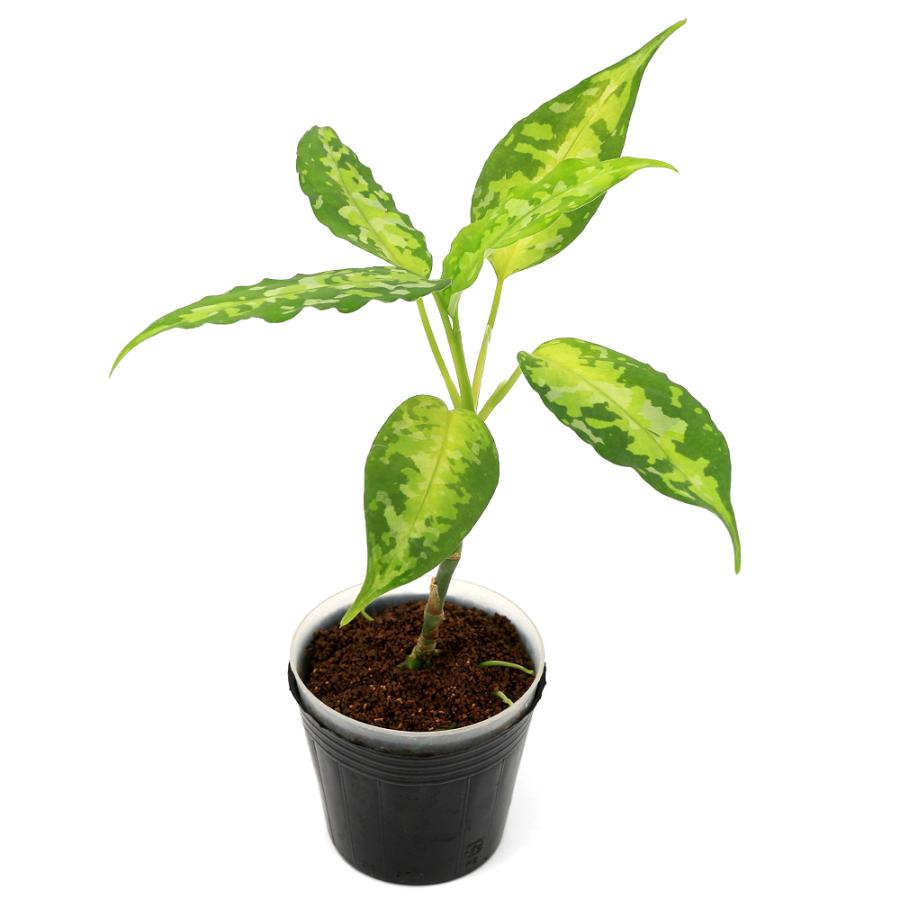 テラリウム）一点物 アグラオネマ ピクタム アチェ産（435906