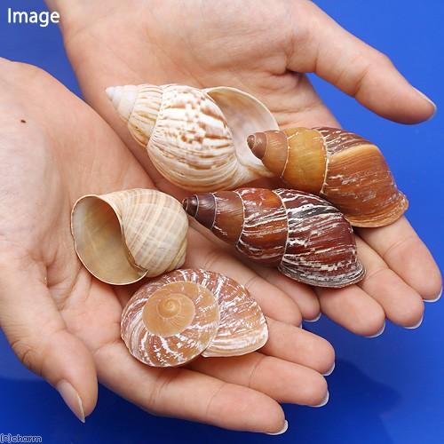 Leaf Corp 貝殻 おかやどかりの貝殻 Mサイズ おまかせ（殻口15