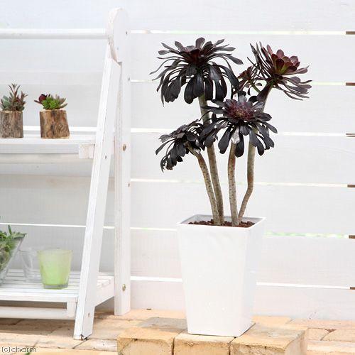 チャーム（charm） （多肉植物）アエオニウム 黒法師（クロホウシ） 6