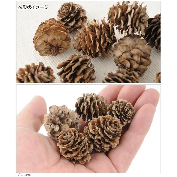 Leaf Corp 国産 ちいさな松ぼっくり 15g 小動物のおもちゃ パイン