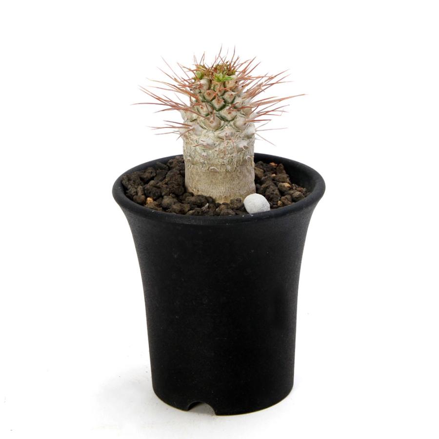 多肉植物）一点物 パキポディウム ナマクアナム 光堂（ヒカリドウ