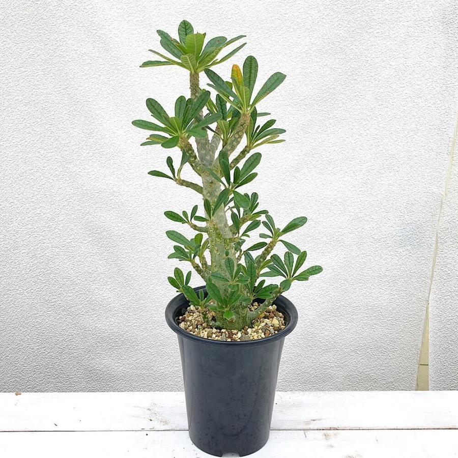 チャーム（charm） （多肉植物）一点物 ドルステニア ギガス 5号 （1