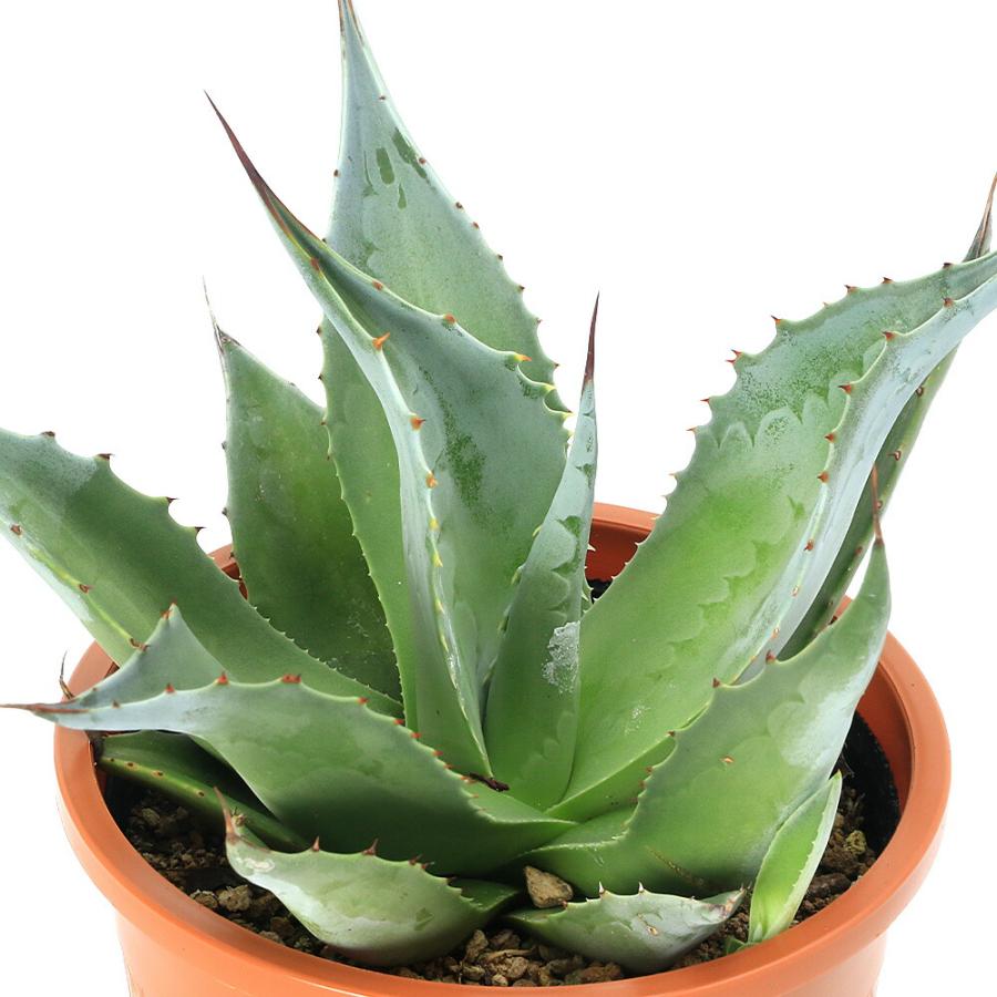 多肉植物）アガベ オバティフォリア 4．5号（1鉢） : チャーム