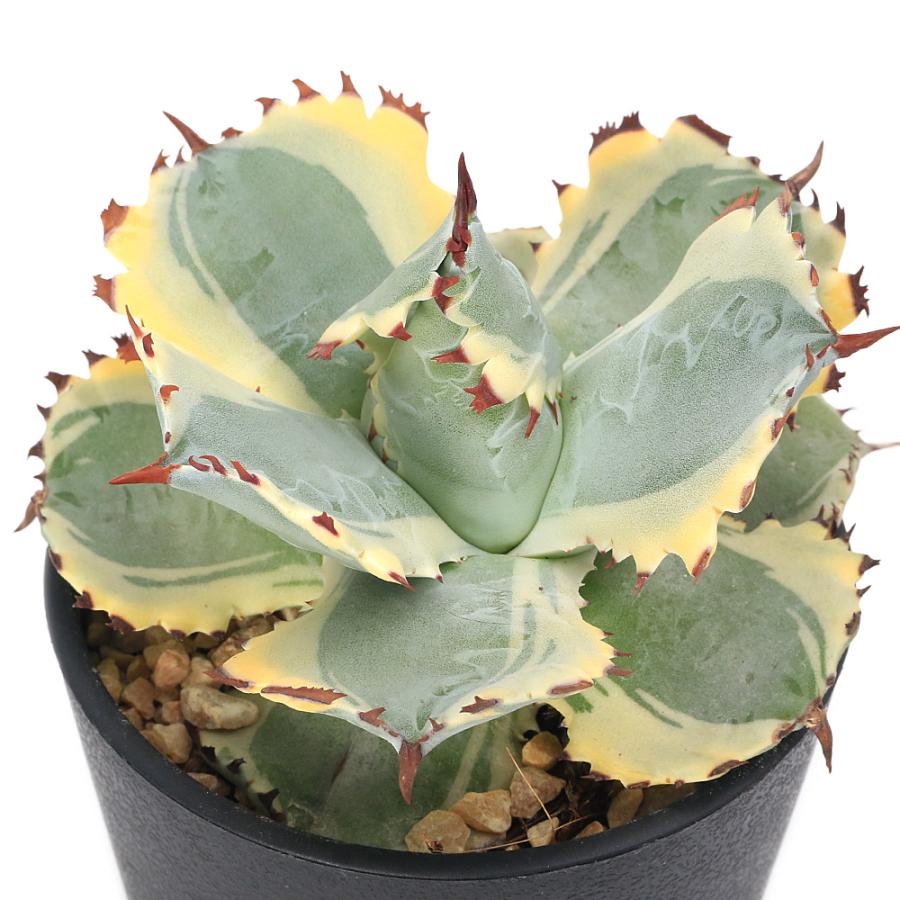 多肉植物）アガベ 兜蟹 斑入り 3．5号（1鉢） : チャーム charm