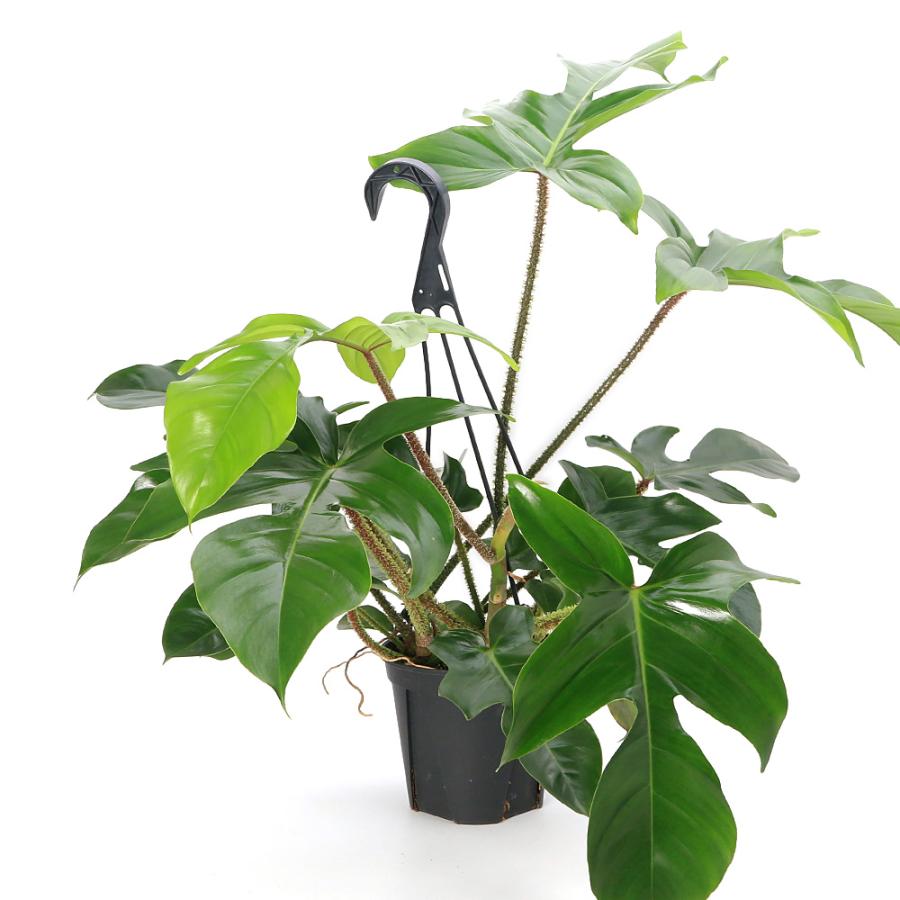 観葉植物）フィロデンドロン スクアミフェルム 5号（1鉢） 吊り鉢