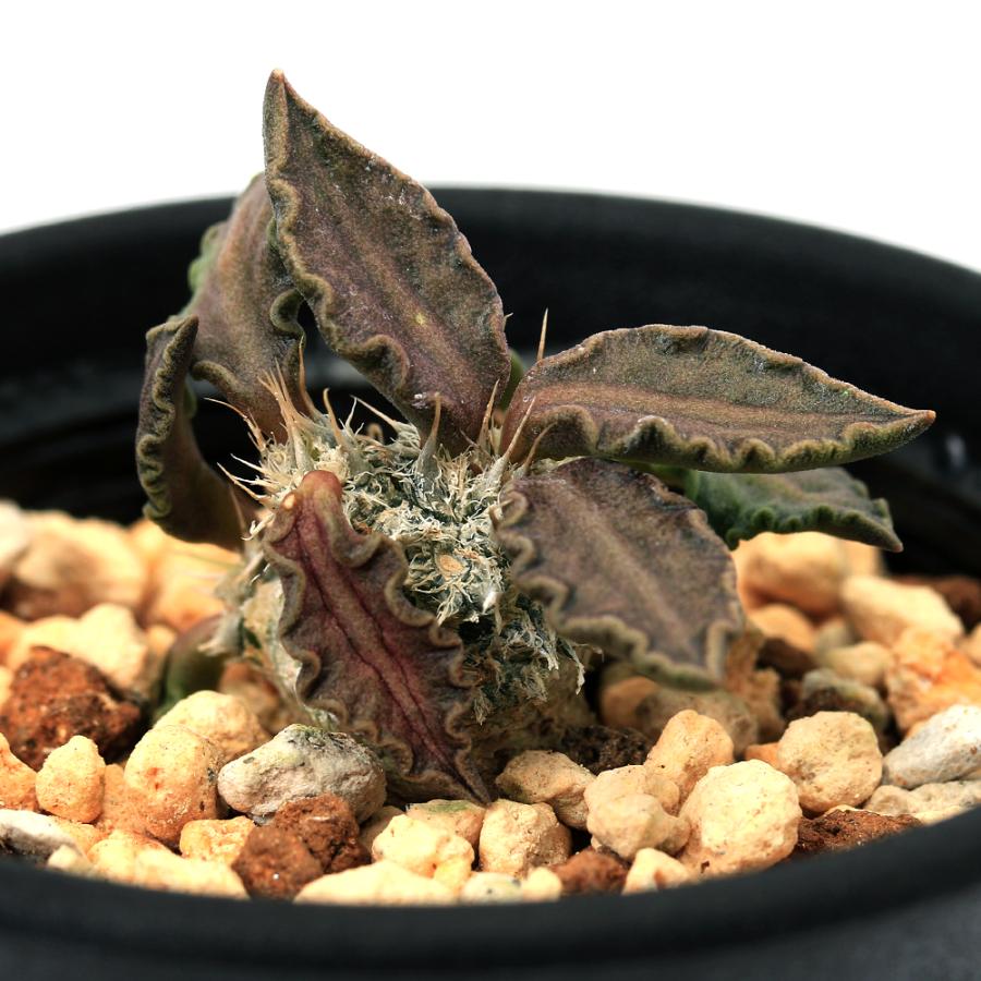 多肉植物）ユーフォルビア トゥレアレンシス 2．5号（1鉢