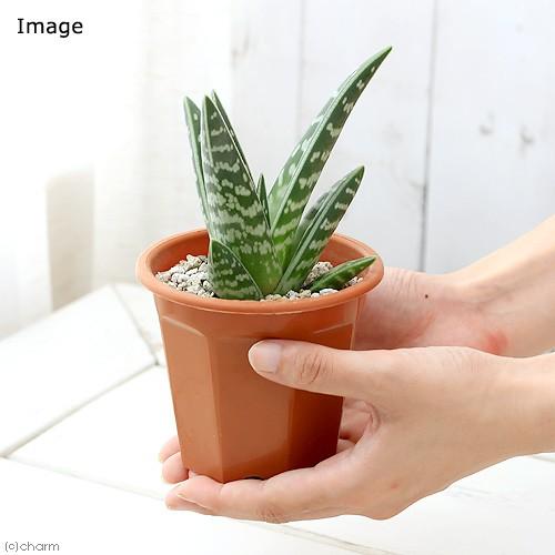 チャーム（charm） （多肉植物）アロエ 千代田錦 4号（1鉢