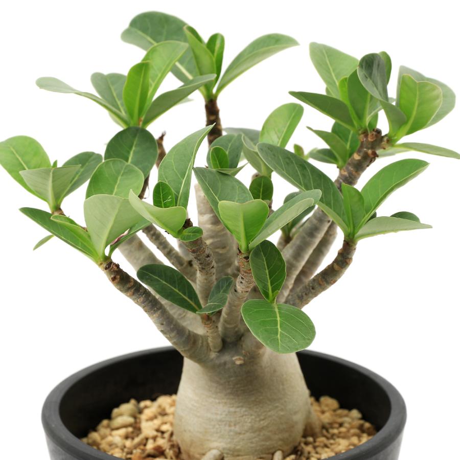 チャーム（charm） （多肉植物）アデニウム アラビカム 5号（1鉢