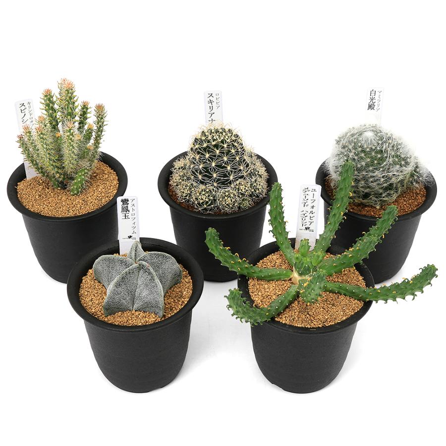 多肉植物）ガーデニング福袋！カクタス長田さんのちょっぴりレア多肉3